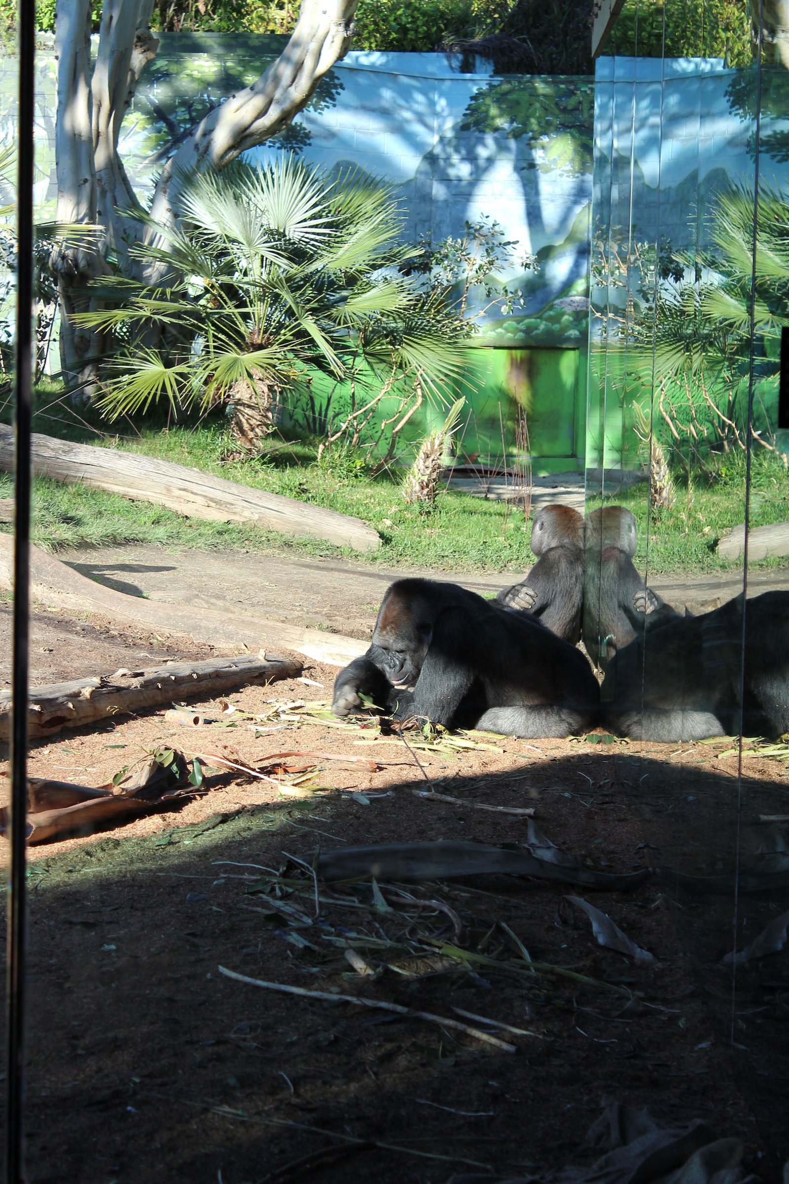 San Diego Zoo Part I 205